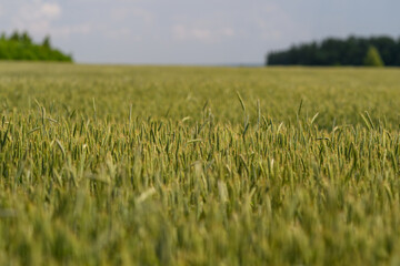 Obraz premium A vast and expansive Wheat Field stretches beautifully under a clear Blue Sky above it