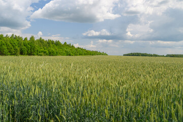 A Beautiful Lush Green Wheat Field Flourishing Under a Bright Blue Sky with Fluffy Clouds