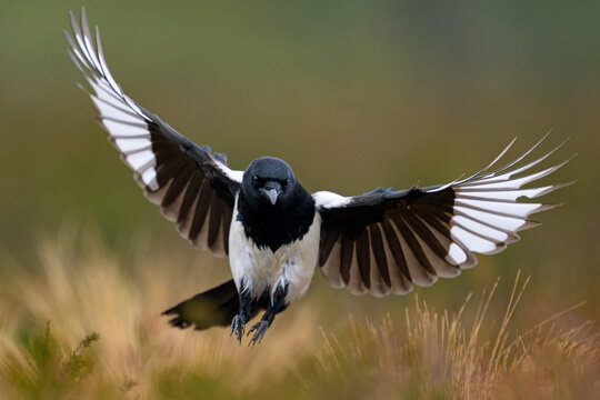 Eurasian magpie in flight at autumn