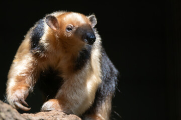 Collared Anteater