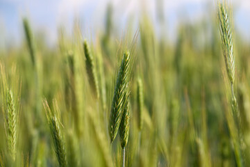 Obraz premium A beautiful lush green wheat field sways gently in the soft breeze beneath a clear blue sky