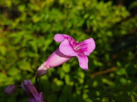 Close up of rare pink tecoma flower