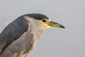 Black-crowned Night Heron Close-Up Portrait