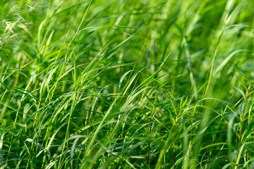 Obraz premium A beautiful Lush Green Grass Field illuminated by Natural Light and surrounded by nature