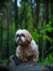shih tzu dog on a fallen tree in the forest