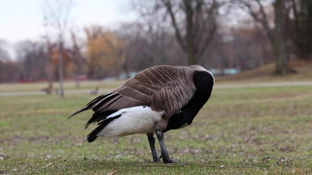 Footage of a Canada Goose (Branta canadensis) preening its feathers with its head.