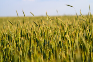 Obraz premium A Beautiful Golden Wheat Field Spreading Under a Clear Blue Sky Without Any Clouds