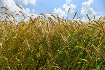 Obraz premium A Golden Field of Wheat Spread Vastly Under a Beautiful and Bright Blue Sky Above