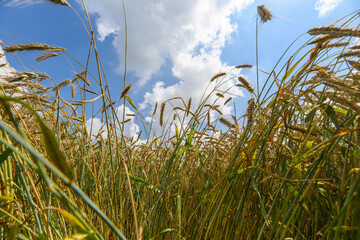 A Beautiful Golden Wheat Field Is Spread Beneath a Clear and Expansive Blue Sky Above