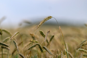 Obraz premium A Beautiful and Expansive Golden Wheat Field Beneath the Bright Clear Azure Sky on a Warm Summer Day