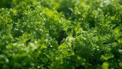 Verdant Abundance. A Textured Field of Greenery, With Subtle Shadow and Light Play.