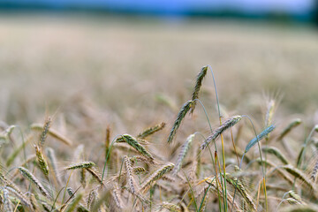 Obraz premium A closeup view of a lush wheat field captured with a beautiful soft focus technique