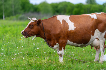 A Brown and White Cow Calmly Grazing in a Lush Green Pasture Filled with Fresh Grass