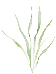 Watercolor light green grass leaves isolated illustration, pastel wedding stationery element