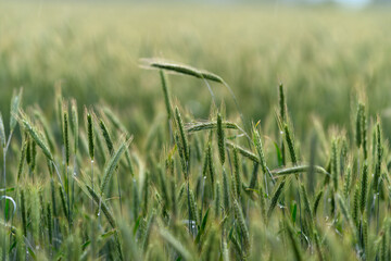 Obraz premium A beautifully vibrant green wheat field stretches out under the soft, warm light of the sun