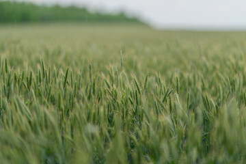 A Beautiful and Expansive Wheat Field, Filled with Lush Greenery Under a Soft and Calm Sky