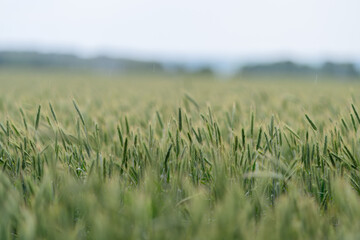 Obraz premium A Beautiful Lush Green Wheat Field Set Against a Cloudy Sky That Looks Very Scenic and Serene