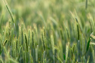 A Beautiful Lush Green Grass Field Surrounded by Nature, with a Soft Focus Effect