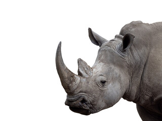 white rhino isolated on white background © fotomaster