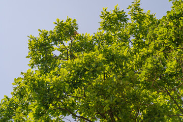 Experience the breathtaking sight of a lush green tree canopy spread under a clear blue sky