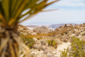 Joshua Tree National Park, California, landscape with Yucca. Copy space