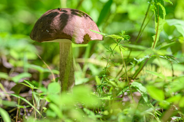 A Mushroom Growing Vibrantly in the Luxuriant Greenery of Its Surrounding Environment