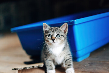 Obraz premium Gray Kitten Looking into the Camera