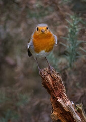 a close up portrait of a robin, Erithacus rubecula, as it is perched on an old tree stump and looking directly into the camera. The format is suitable for a magazine cover with space around the bird