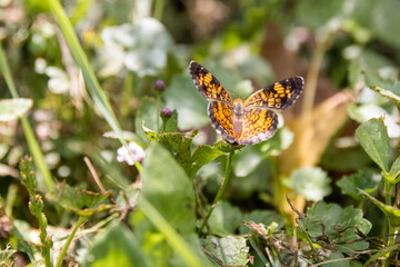 Orange Butterfly