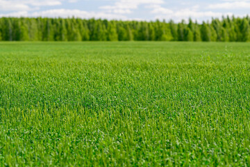 A Beautifully Lush Green Grass Field Spread Out Under a Bright and Clear Blue Sky Above