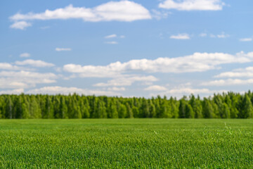 A Vibrant Green Field Under a Beautiful Blue Sky Adorned with Fluffy White Clouds