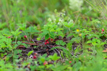 Lush and vibrant Wild Strawberry Plants thriving beautifully in their natural habitat environment