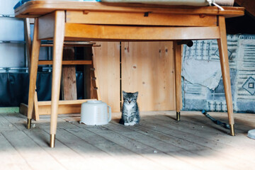 Gray Kitten Looking into the Camera