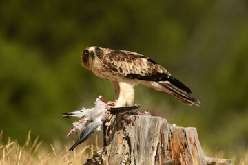 aguila calzada con una presa