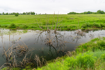 A Serene and Vast Wetland Landscape Featuring Beautiful Reflections and Abundant Greenery