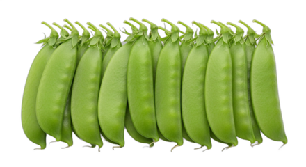 A neat row of fresh green sugar snap pea pods isolated on a transparent background png.