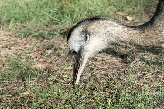 Greater rhea foraging on green dry grass - Powered by Adobe