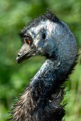 Emu bird head and neck close-up