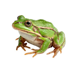 Fototapeta premium Green tree frog isolated on transparent background