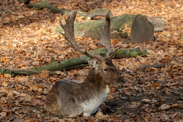 Fallow deer buck resting in autumn forest