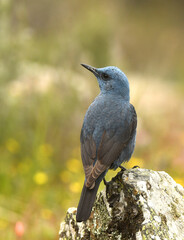 Obraz premium roquero solitario en primavera