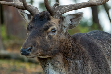 Fallow deer buck standing in natural environment