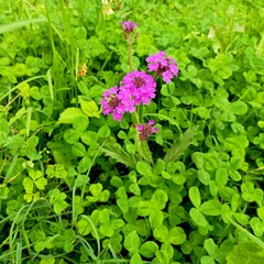 purple flowers in the garden