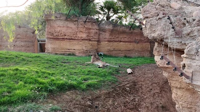 A cheetah rests calmly on a green grassy lawn within a rugged rocky enclosure.