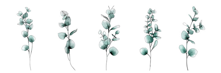 Soft watercolor eucalyptus branches with round leaves in natural pastel botanical style.