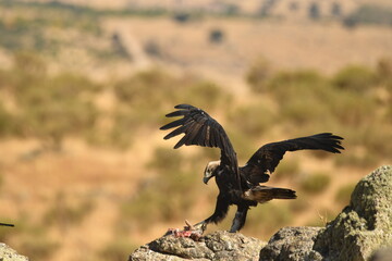 aguila imperial adulta
