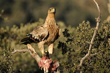 joven aguila se alimenta en el campo