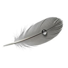 A single delicate grey bird feather with a glistening dew drop, macro studio shot on a clean uniform transparent background, commercial photography concept of natural elegance