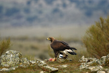 joven aguila real