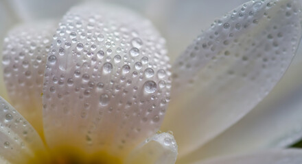 Delicate white flower petals adorned with sparkling morning dew drops, a symbol of freshness and renewal.